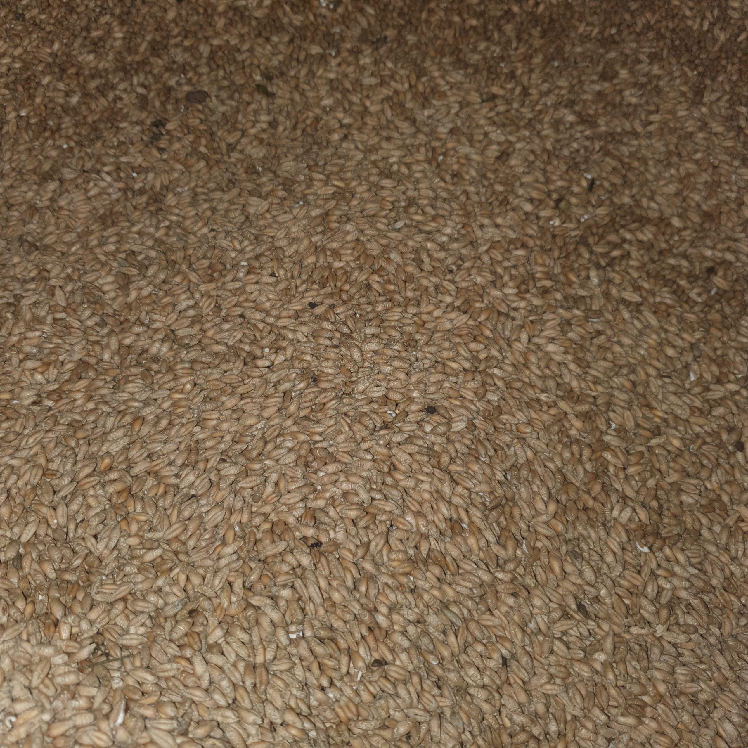 Triticale ecologică